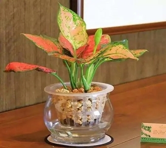 探寻杭州湾最佳花卉租赁，这家千万别错过！