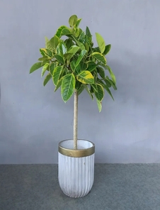 深挖前湾花卉租赁价格，结果超乎想象！><div class=